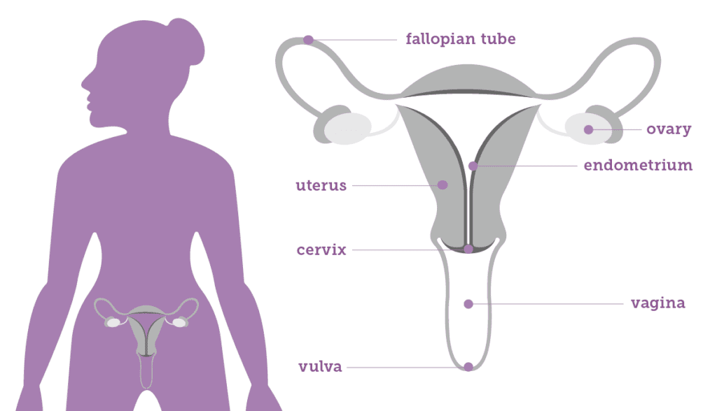 Gynecologic Anatomy Foundation For Womens Cancer