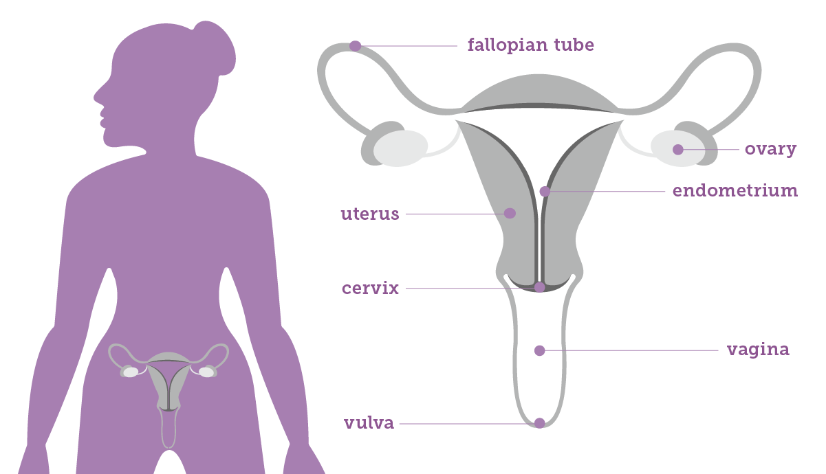 Foundation for Women's Cancer - Gynecological Anatomy graphic